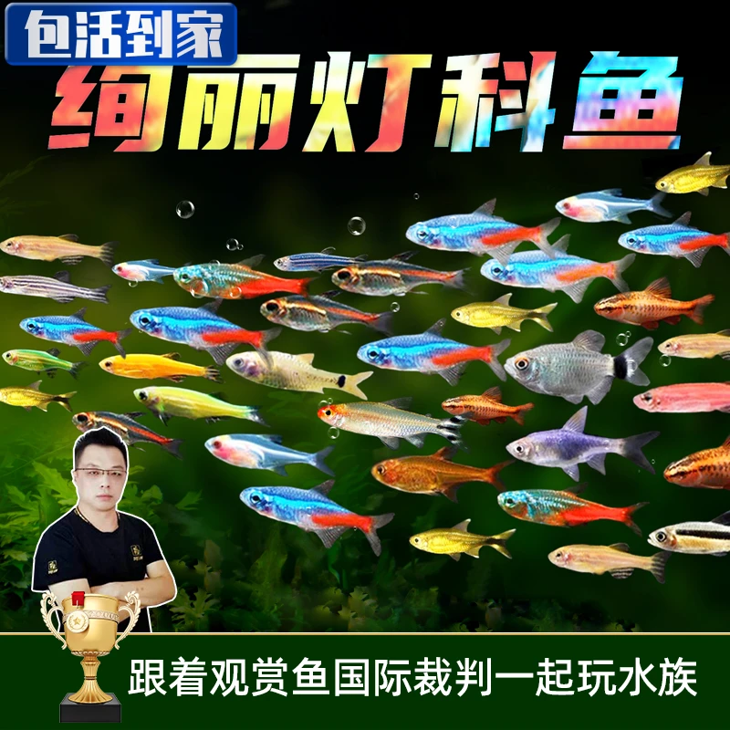 包邮灯科鱼斑马鱼活体新手好养红绿宝莲灯小型热带观赏鱼