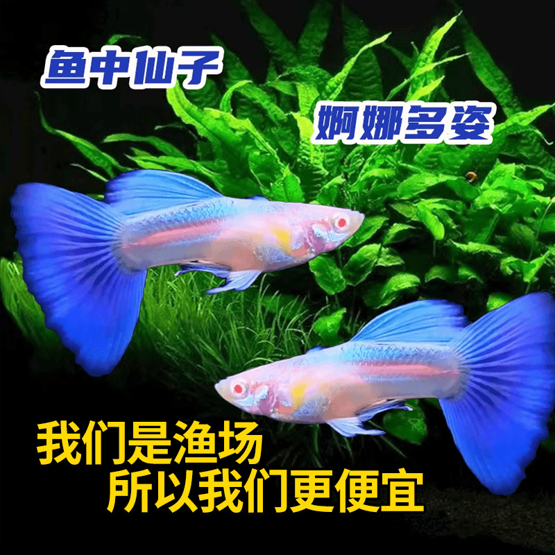 精品蓝白天空蓝孔雀鱼活体活鱼热带鱼高端孔雀鱼观赏鱼