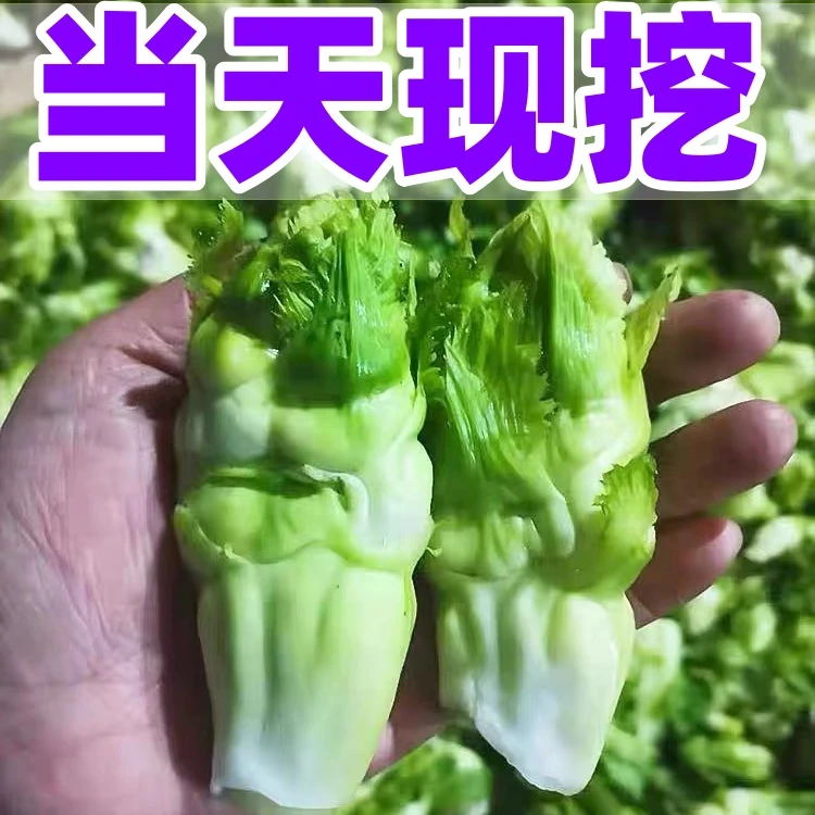 【当天现挖】儿菜新鲜蔬菜孢子菜现摘芥菜整颗批发整箱