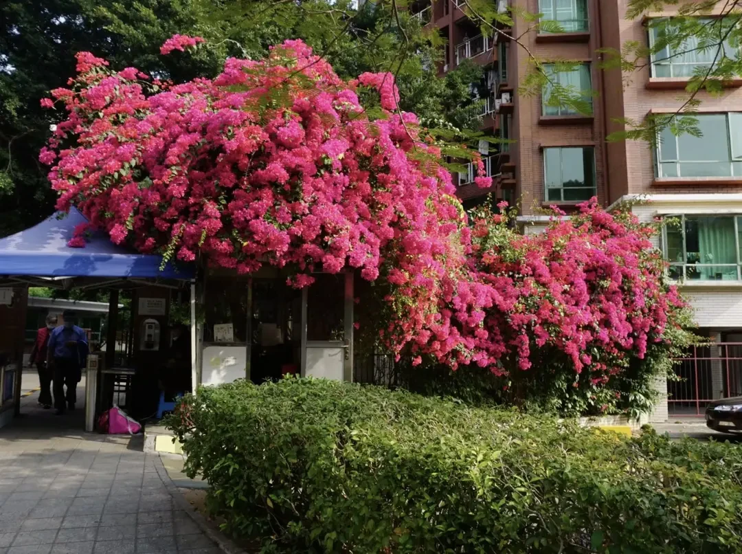 同安红·三角梅四季勤花大苗【40-50cm左右】带花带盆容易种植阳台