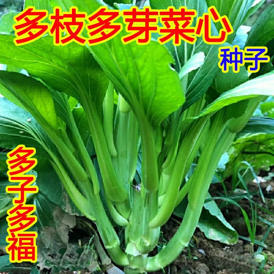 (新客立减)多枝多芽菜心多子多福甜菜心种子春夏秋季苔籽蔬菜种子