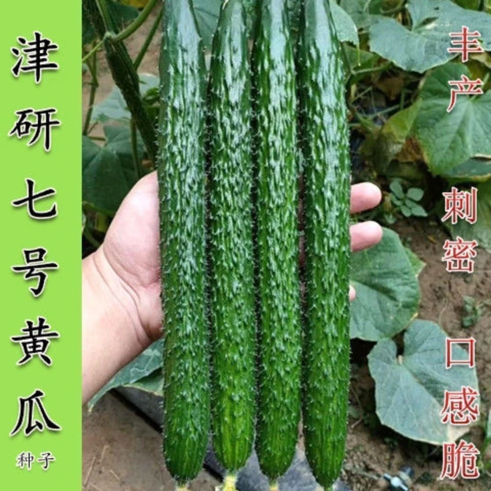 (新客立减)津研七号黄瓜种子密刺早熟春夏秋四季播种原装蔬菜种籽