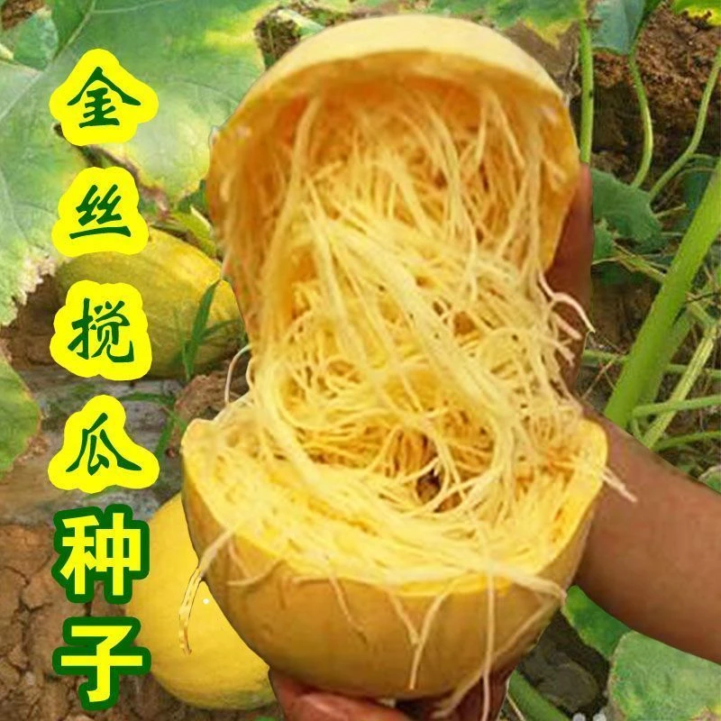 (新客立减)优质金丝搅瓜种子四季蔬菜种子天然粉丝南瓜金丝瓜好吃