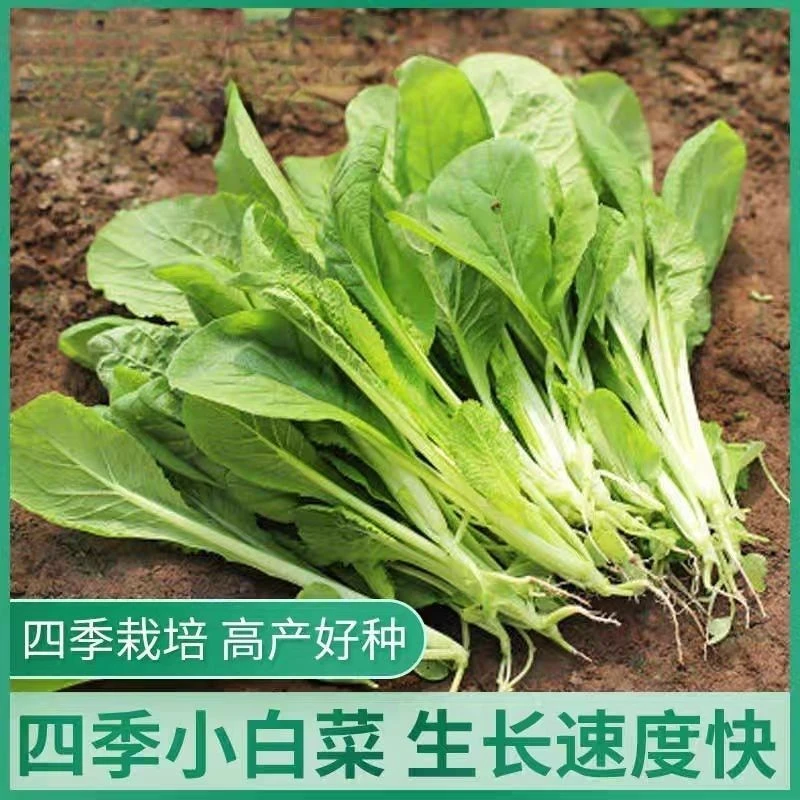 (新客立减)四季快速小白菜种籽青早熟小白菜种子耐热耐寒蔬菜种子
