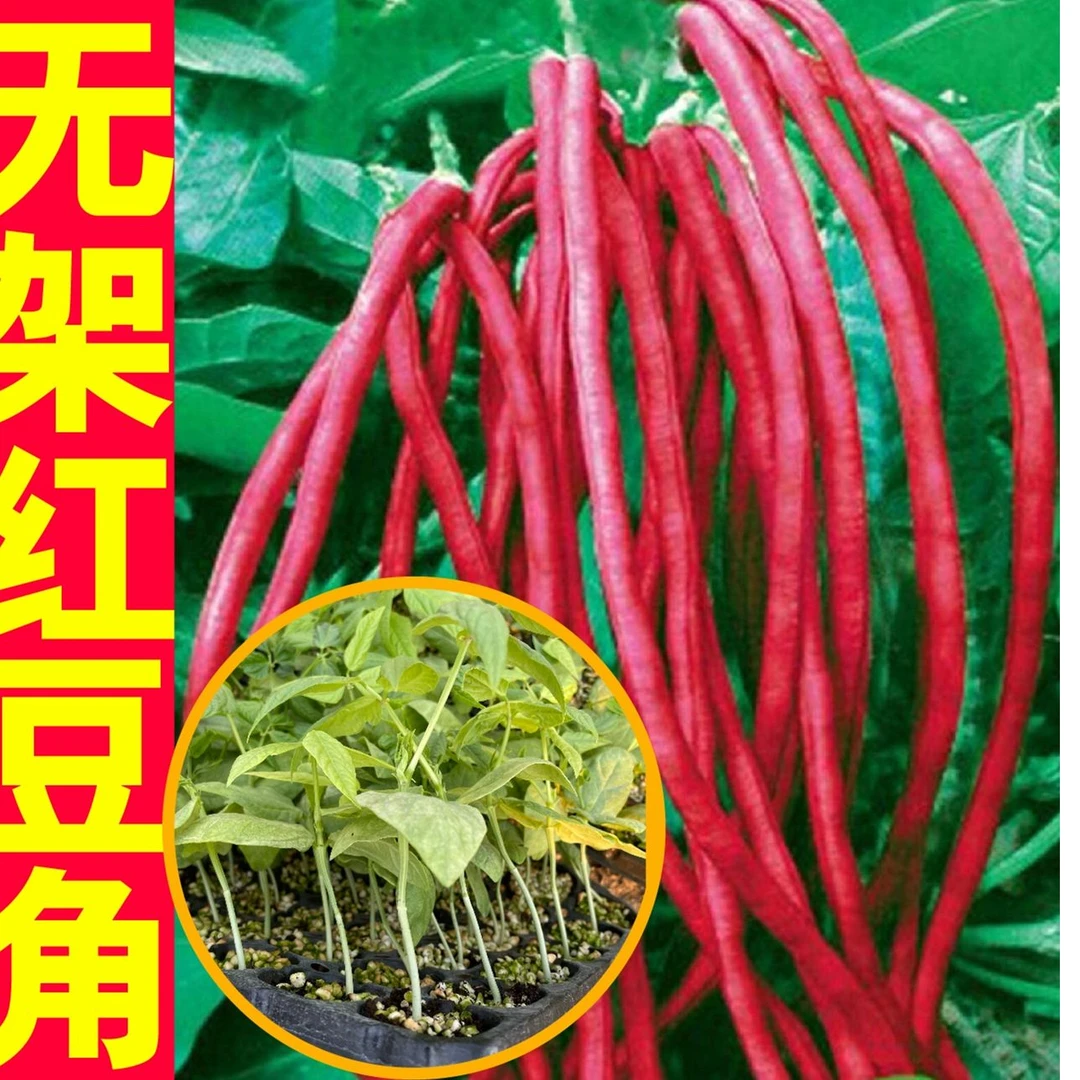 (新客立减)无架豆角种子红色不撘架豆角不爬藤豇豆种籽春秋阳台