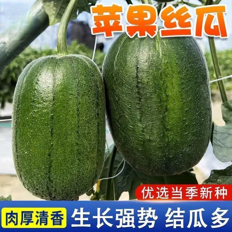 正宗苹果丝瓜种子可生吃短棒肉丝瓜菜瓜种籽高产四季盆栽蔬菜种子