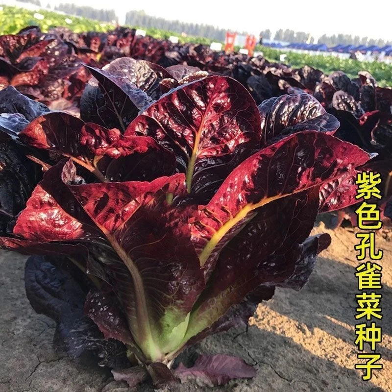 (新客立减)紫孔雀菜种子欧美沙拉包心生菜种籽四季种植蔬菜种子