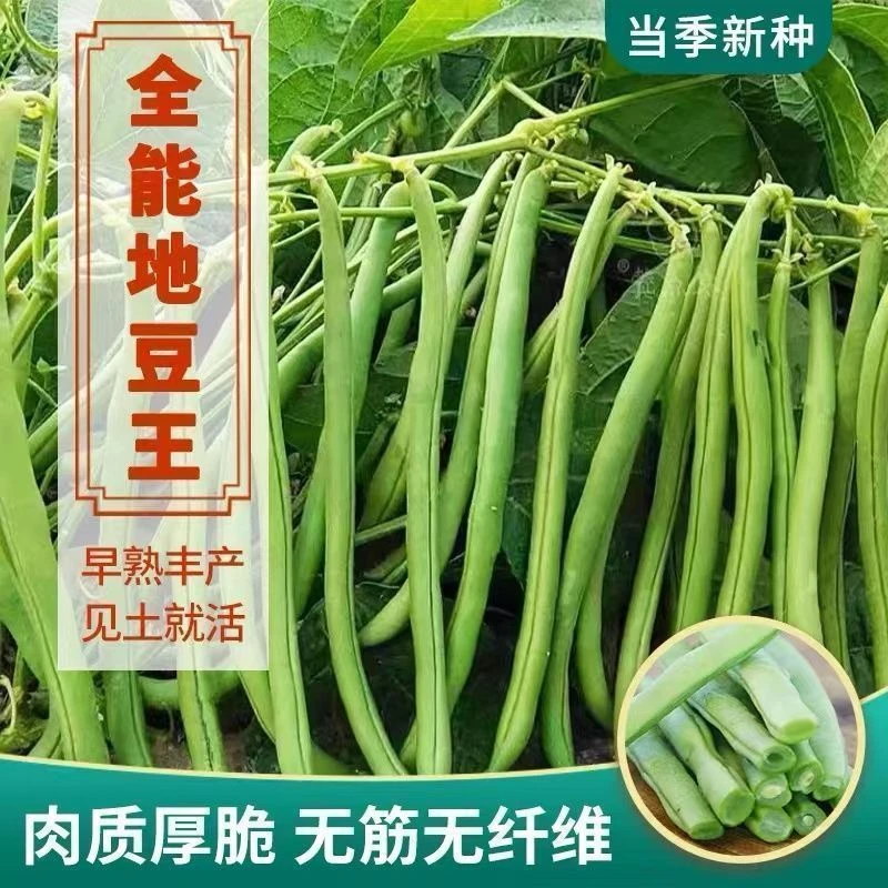 (新客立减)早生供豆种子不搭架豇豆春夏秋矮生四季无架地豆