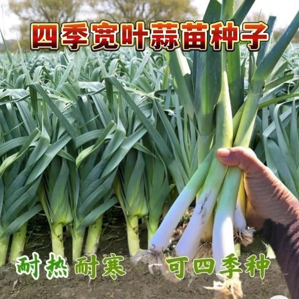 (新客立减)四季宽叶蒜苗种子阳台小院种植耐寒高温盆栽庭院蔬菜种