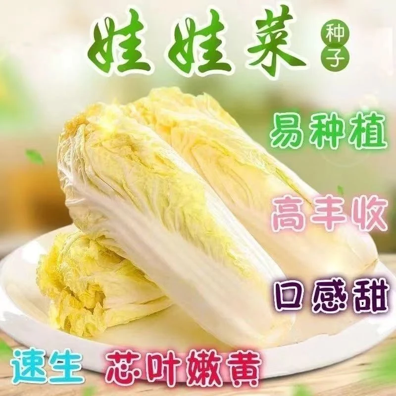 (新客立减)四季黄金娃娃菜种子黄心菜种子早熟耐热耐寒庭院蔬菜种