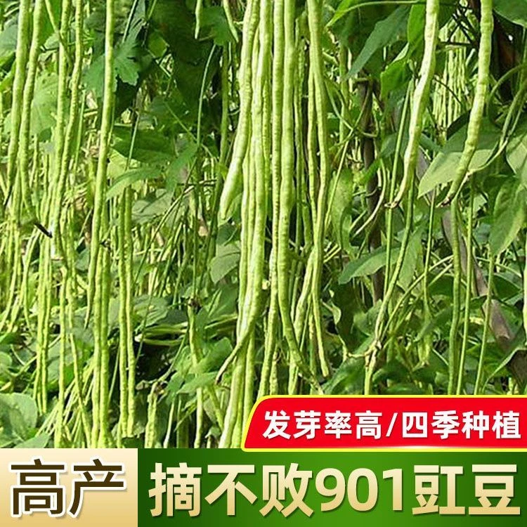 (新客立减)摘不败901特长豇豆角种子春秋季四季蔬菜籽中早熟