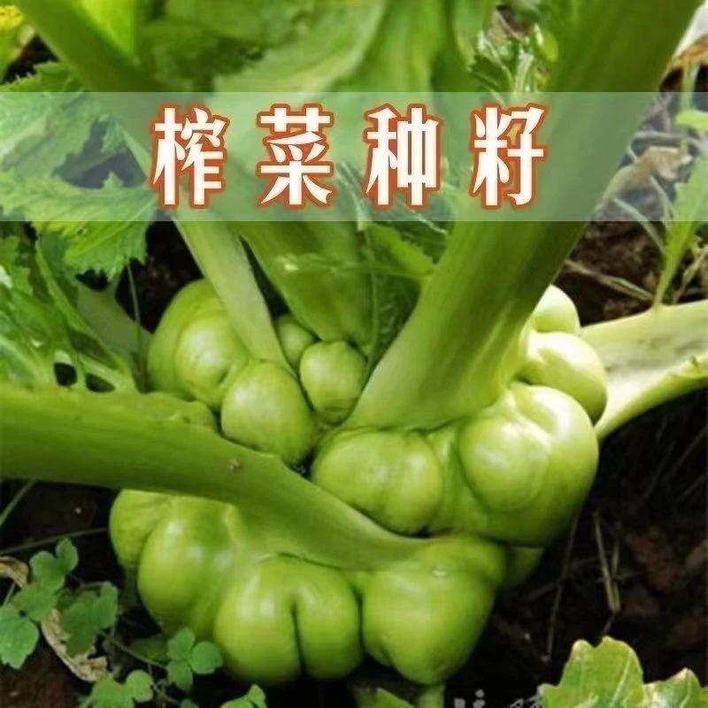 正宗榨菜种子四川大头菜美味榨菜头青菜头芥菜夏秋季蔬菜耐高温种