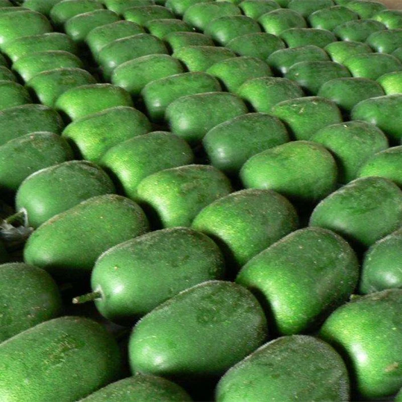 (新客立减)早熟小冬瓜种子种四季盆栽蔬菜种子迷你东瓜菜小冬瓜籽