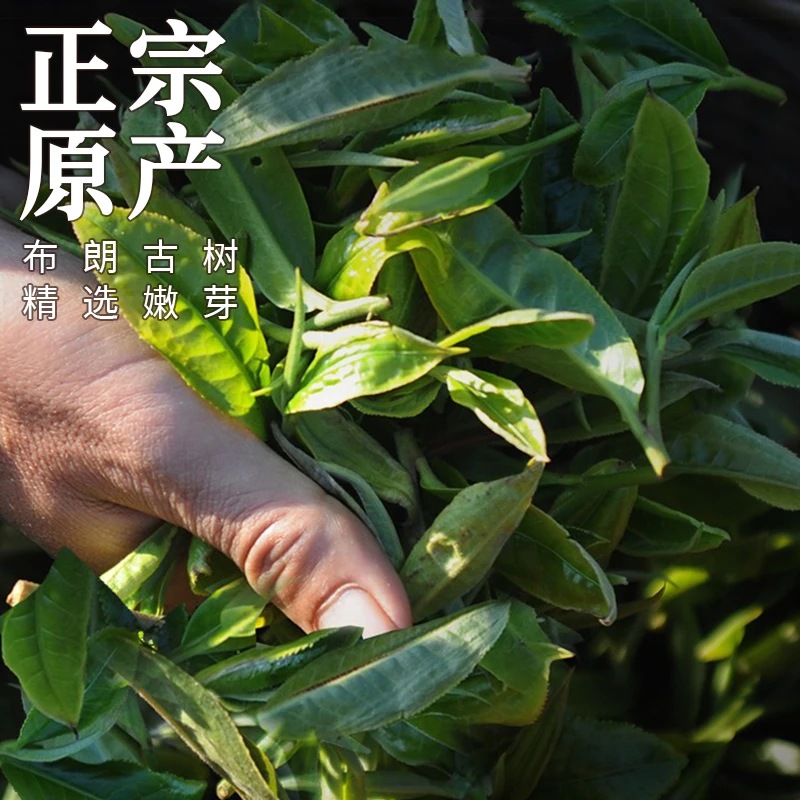 云南普洱药香老茶头,口感鲜明,份量十足,精美木桶包装!茶叶,熟茶!