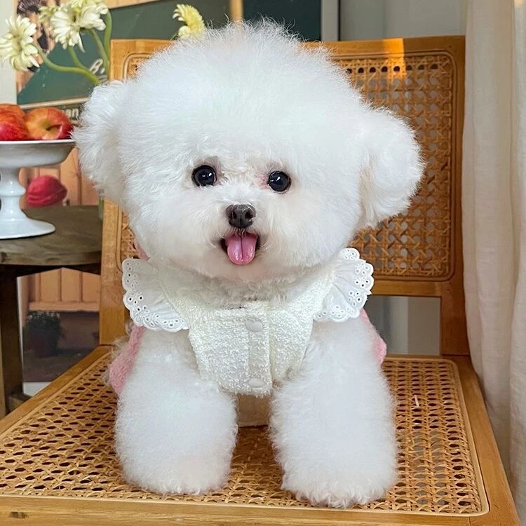 宠物衣服秋冬新款小香风开衫外套牵引扣裙子泰迪比熊狗狗猫咪衣服