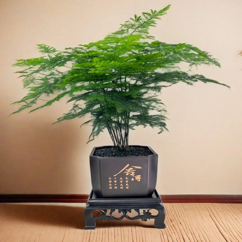 花草季禅意文竹室内绿植办公室桌面摆件盆栽优雅美观寓意禅意好养