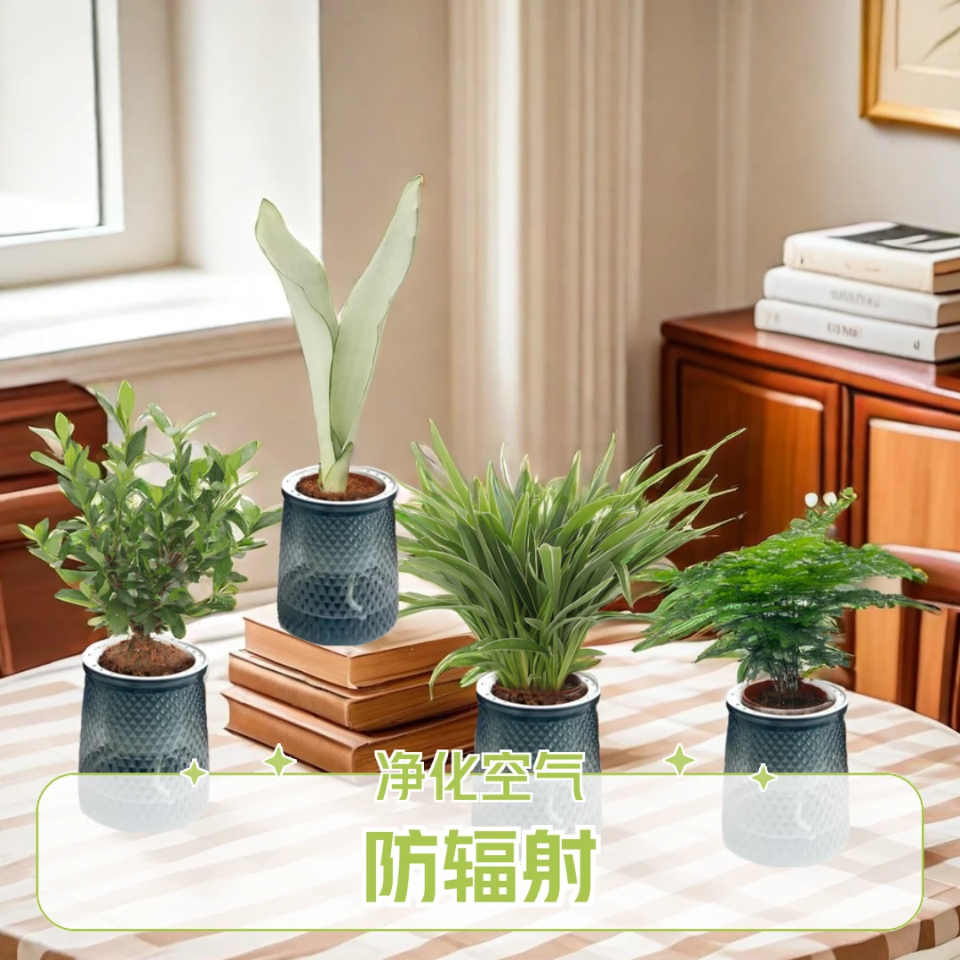 买三送一【栀子花+金边吊兰+白玉虎皮兰+文竹】绿植盆栽净化空气