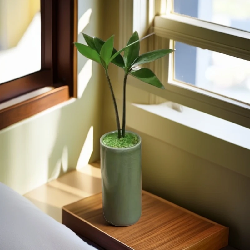 花草季【竹柏】桌面微景观观叶茶桌绿植发藓四叶草四季常青绿植