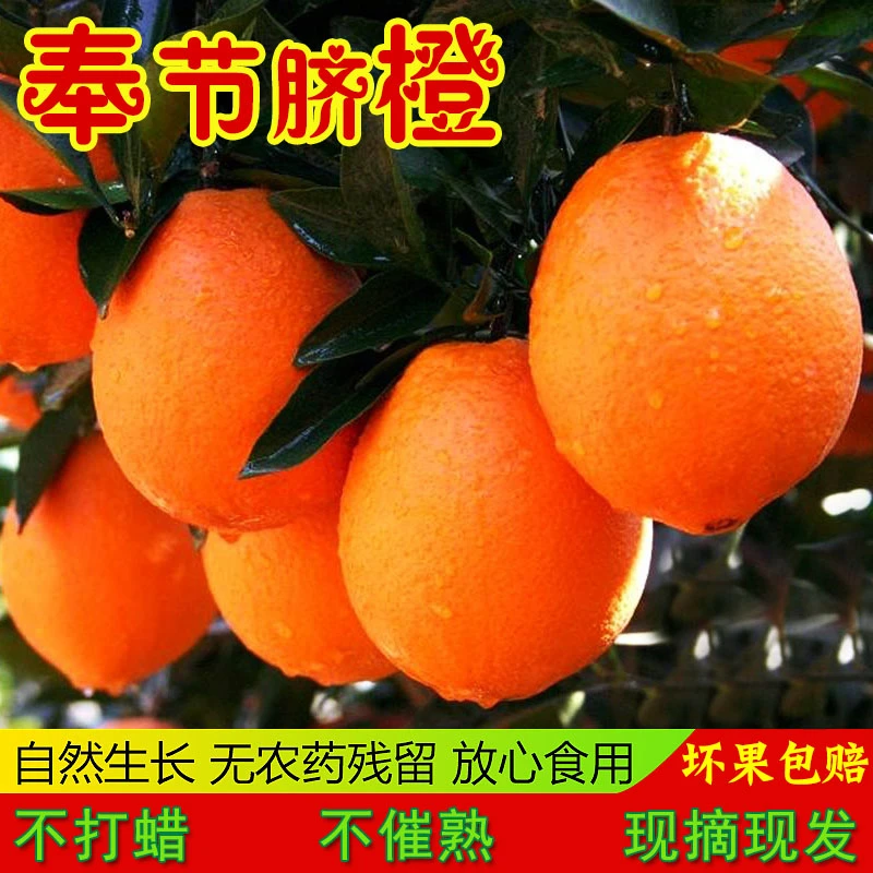 正宗重庆奉节脐橙长虹纽荷尔现摘橙子新鲜水果5斤/10斤/20斤装