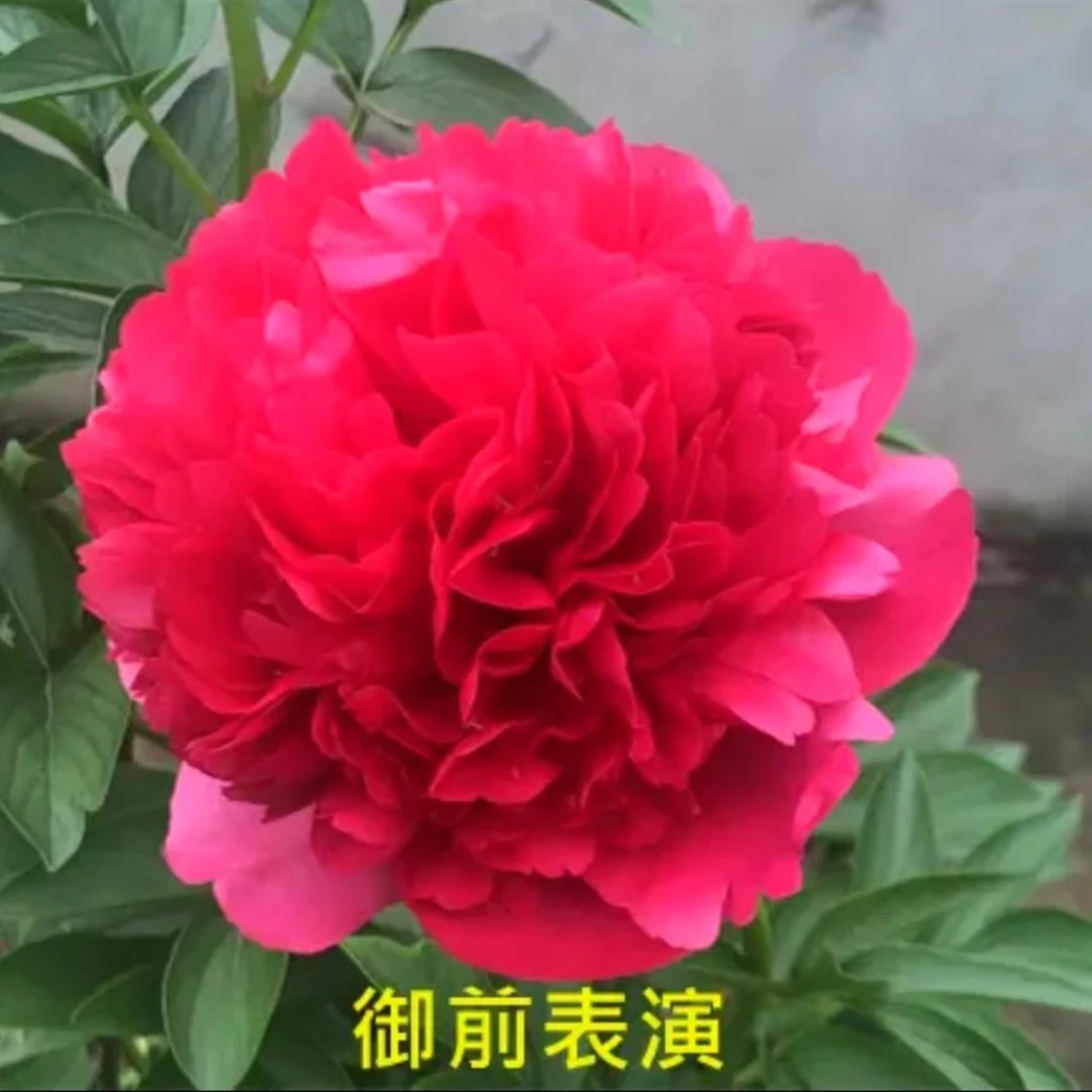 【御前表演芍药苗】进口品种层次高会草本变色芍药现货裸根发货