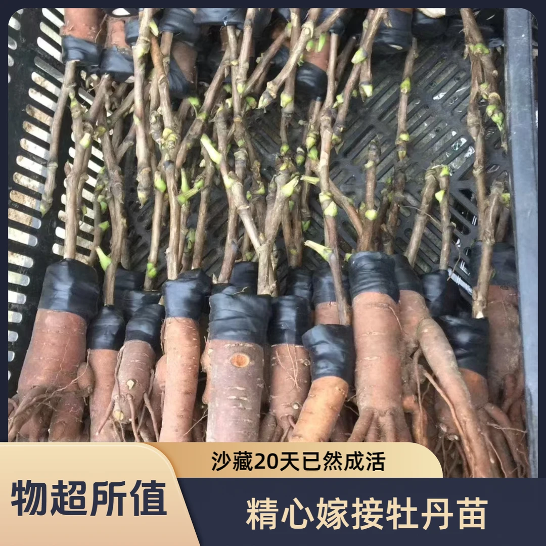 菏泽芍药正宗牡丹花牡丹大花嫁接嫁接苗成活花卉新款庭院盆栽耐寒