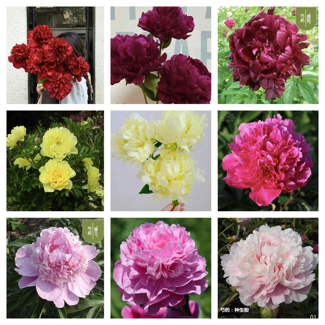 【花友专享链接】直播间芍药品种一物一拍