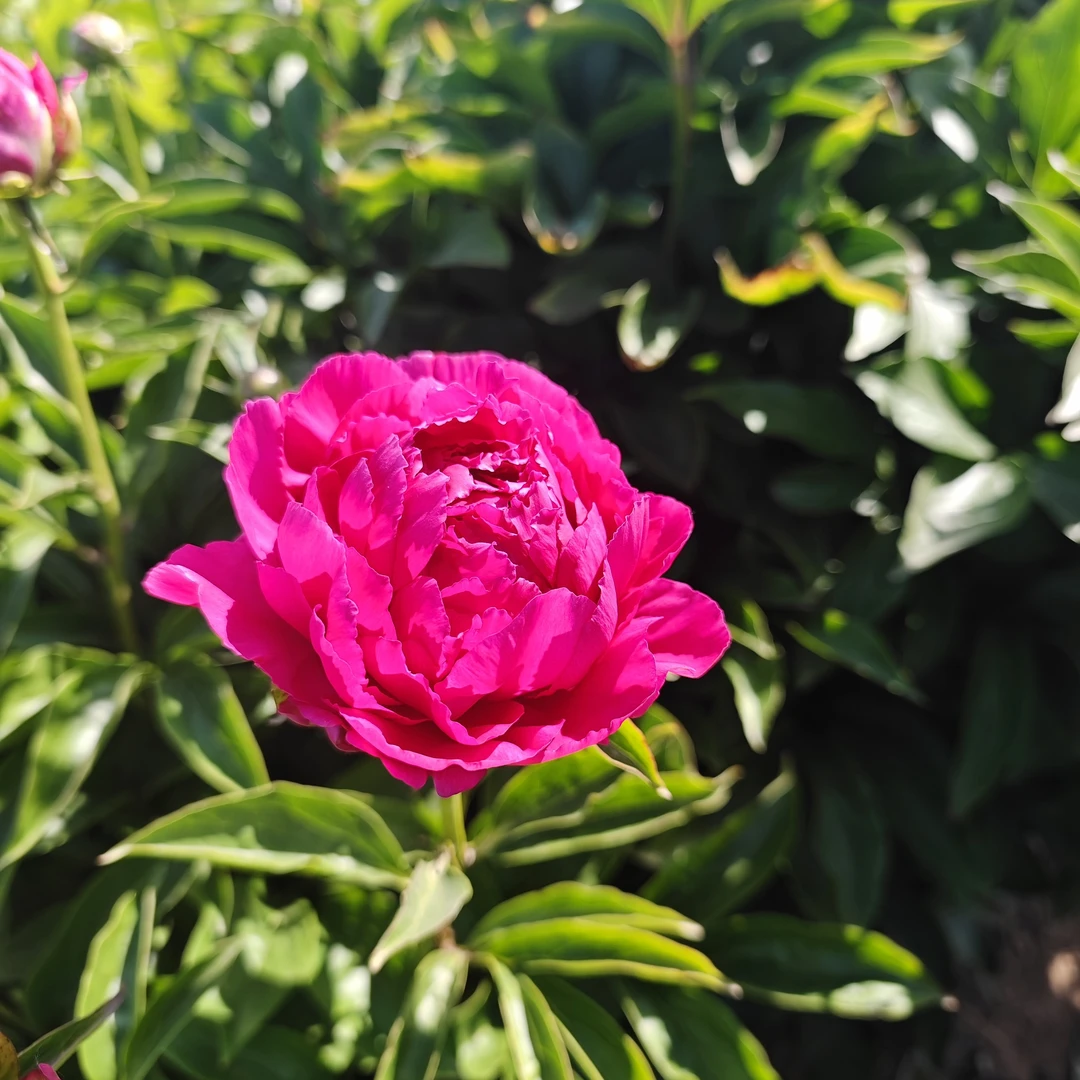 【大富贵芍药苗】国产精品花量大现货现发裸根发货