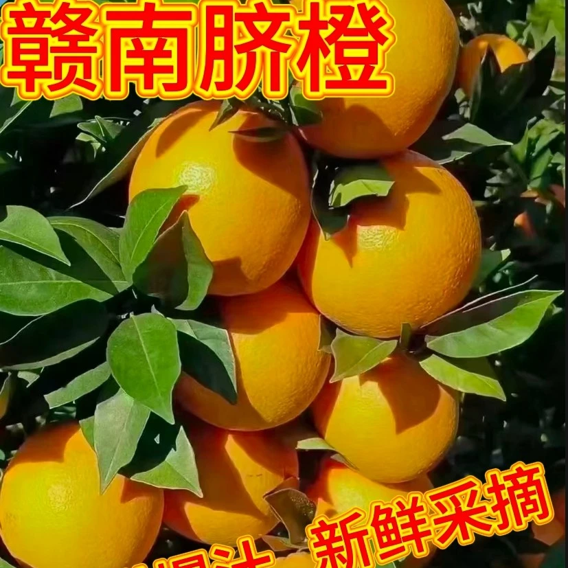 江西赣南脐橙新鲜水果产地直发  新鲜水果  现摘现发 坏果包赔