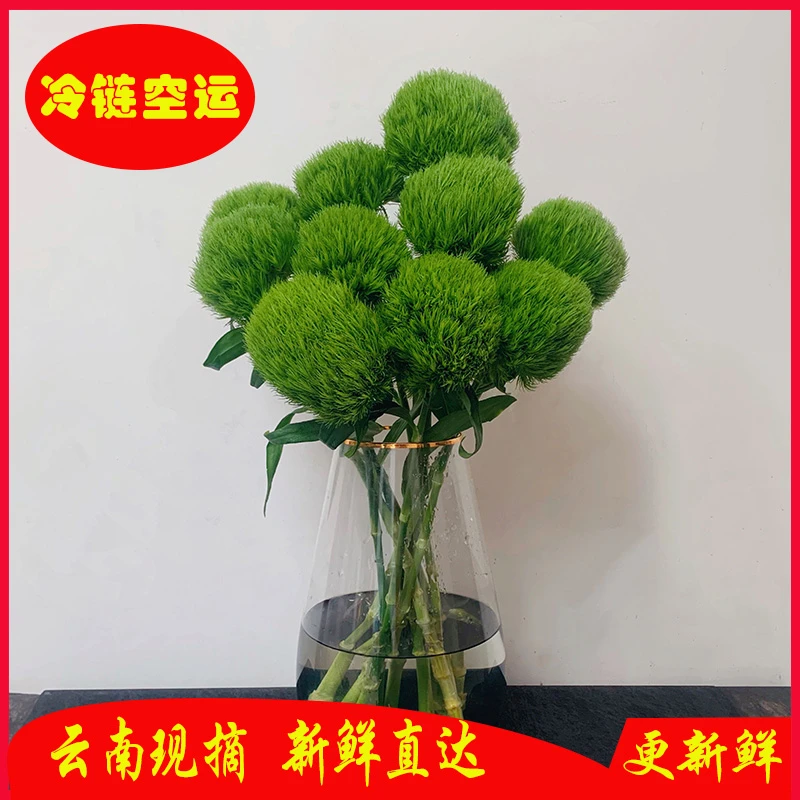 草花 系列绿毛球 茉莉  （已下单  不支持退款  代发损耗不售后）