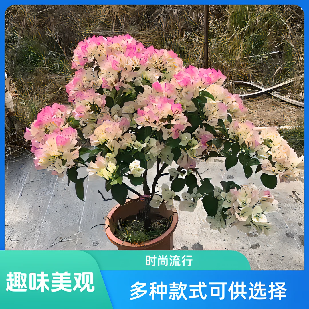 三角梅福利改价装用红樱开花植物三角梅花阳台庭院耐寒三角梅花花