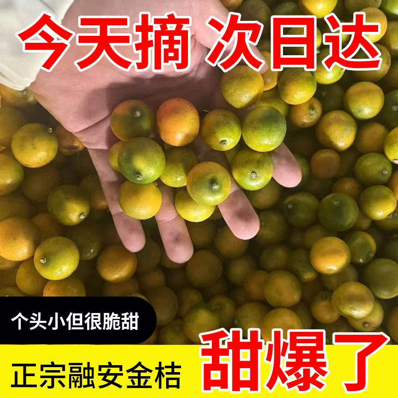 【甜爆了】纯甜小金桔融安滑皮金桔纯甜无酸孕妇水个头偏迷你小果