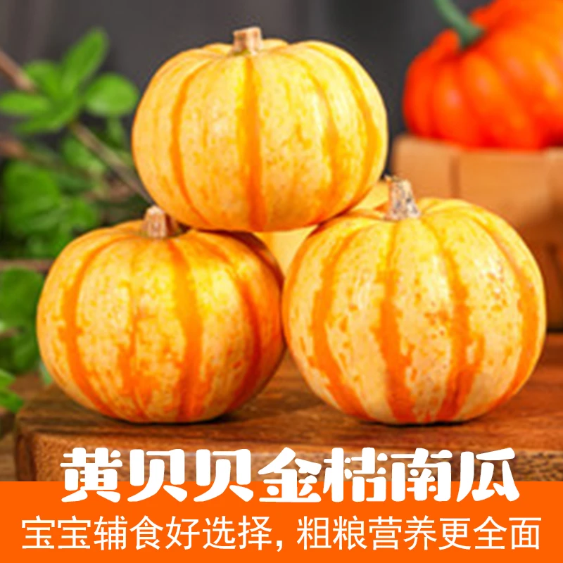 黄贝贝南瓜金桔贝贝南瓜高产种植品种正宗春季播种秋季早熟优质