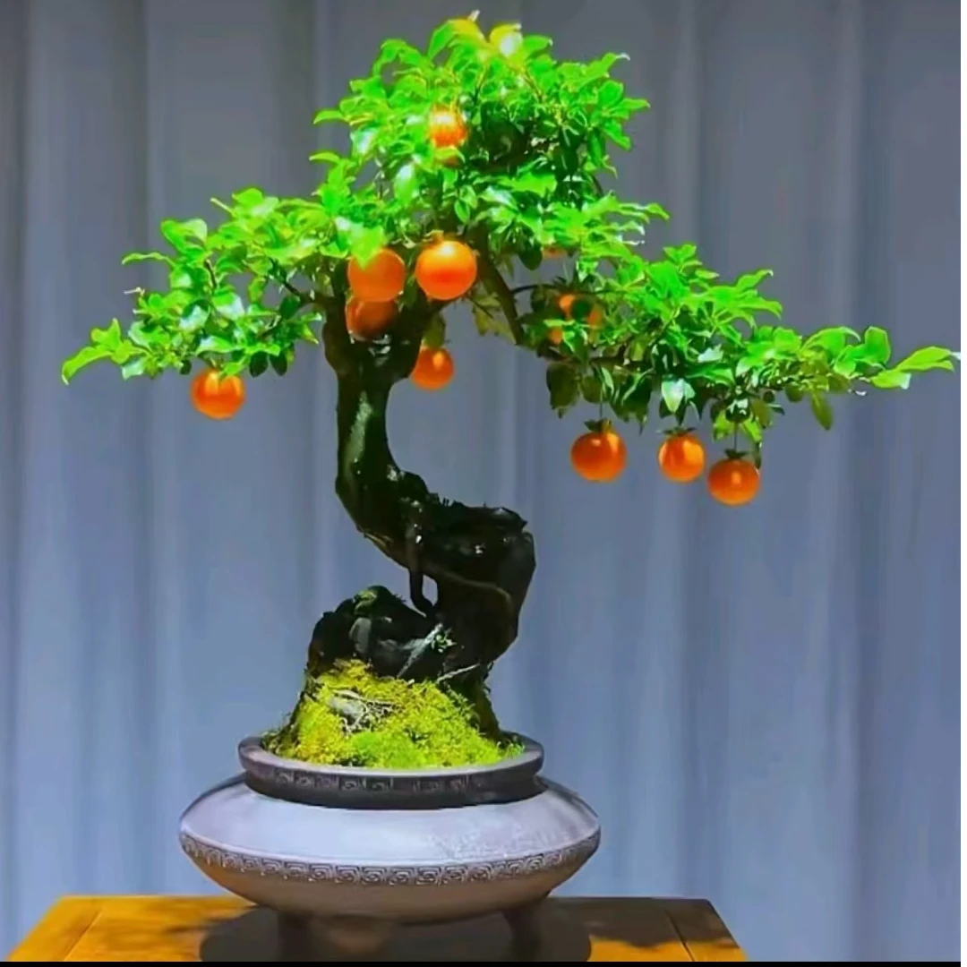 2金弹子（一物一拍）