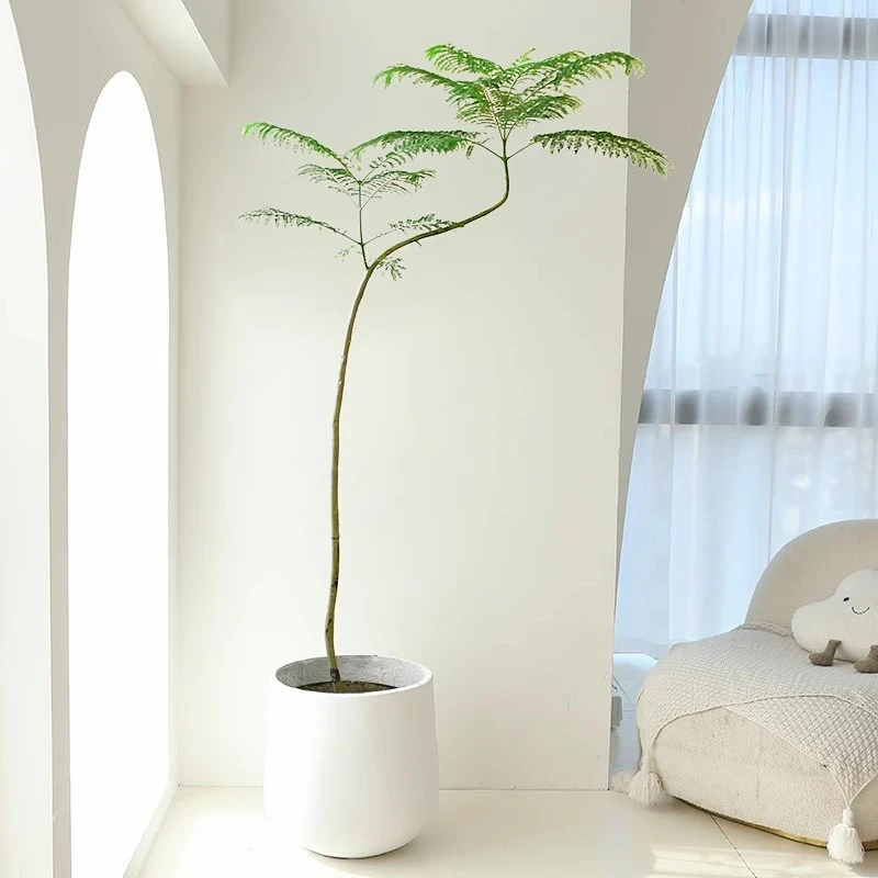 室内网红绿植蓝花楹造型树大型高档庭院装饰落地盆栽四季常青盆景