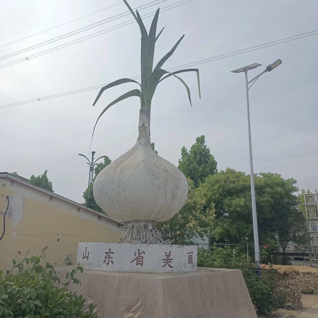 【超值装】2025山东苍山新鲜大蒜早熟半干鲜蒜鲜辣多汁一斤包邮