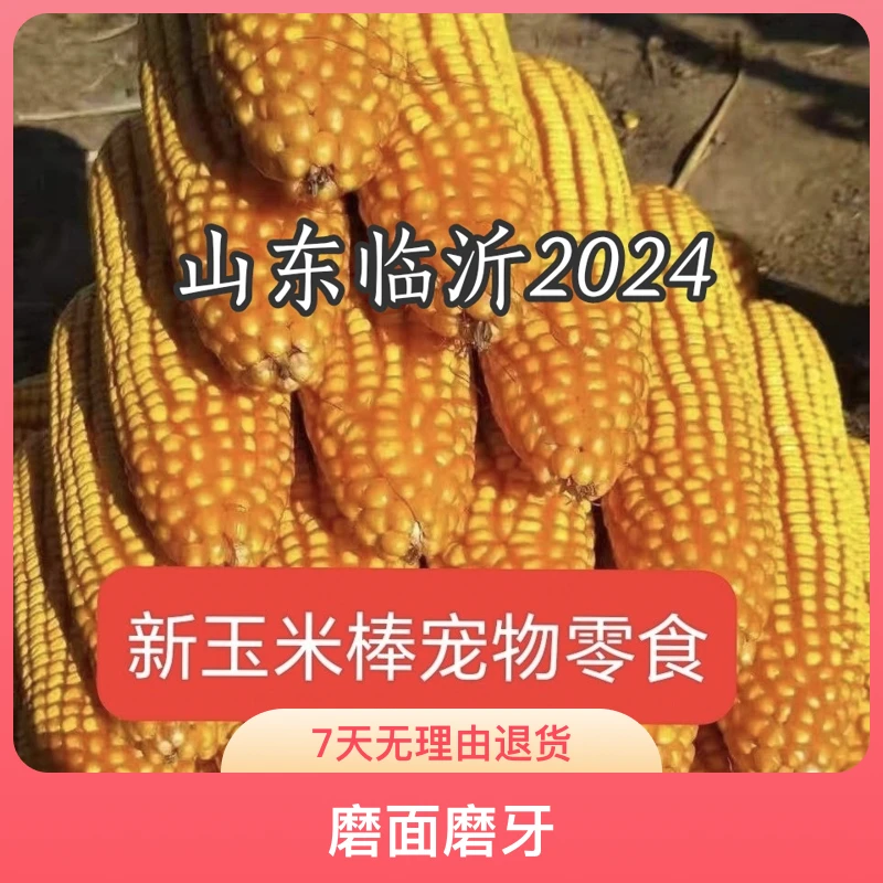 【适合宠物磨牙】2024新玉米棒老玉米农家自产干玉米棒喂鸡鸭鹅仓鼠