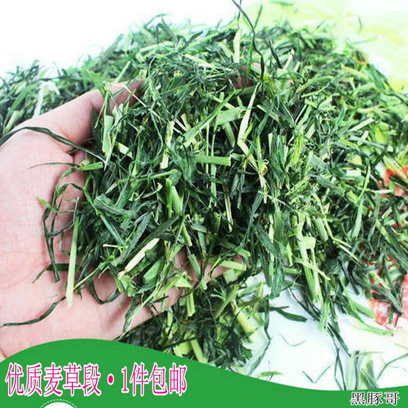 大麦草干草段半斤250g 荷兰猪水豚鼠兔子草龙猫新鲜粮食小麦干草