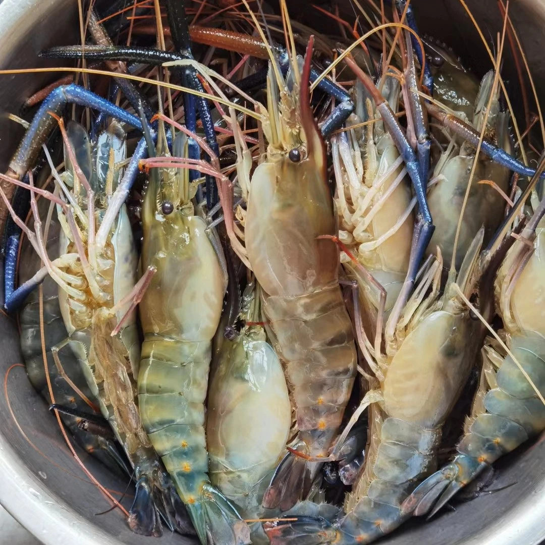 【鲜活罗氏虾】1斤左右（需求大可叠加份数）