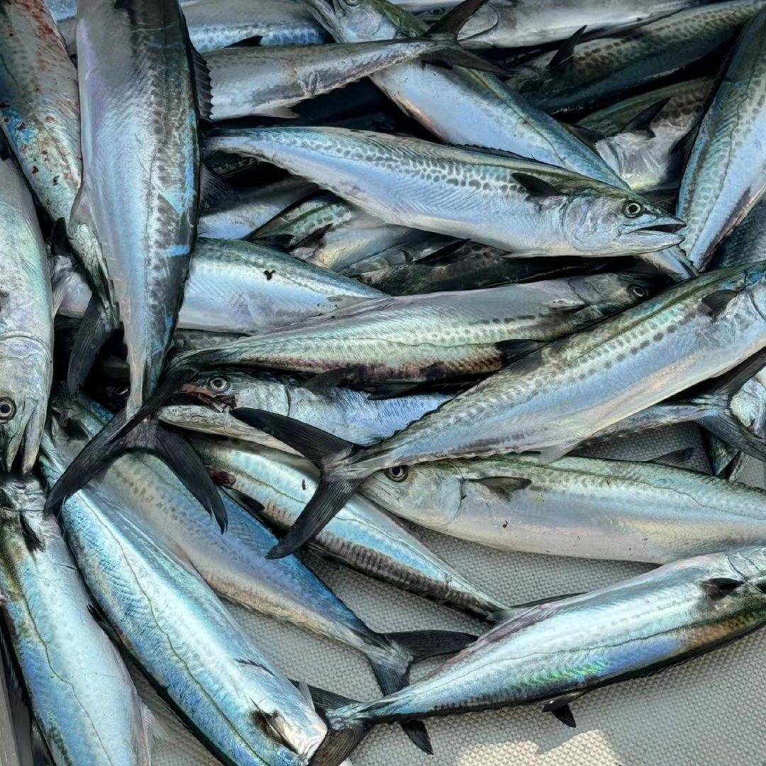 鲅鱼4条 （每条9两左右）（需求大可叠加份数）