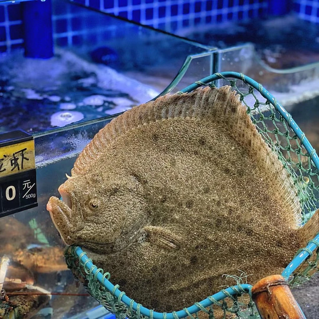 【多宝鱼】一条 1.斤左右 （需求大可叠加份数）