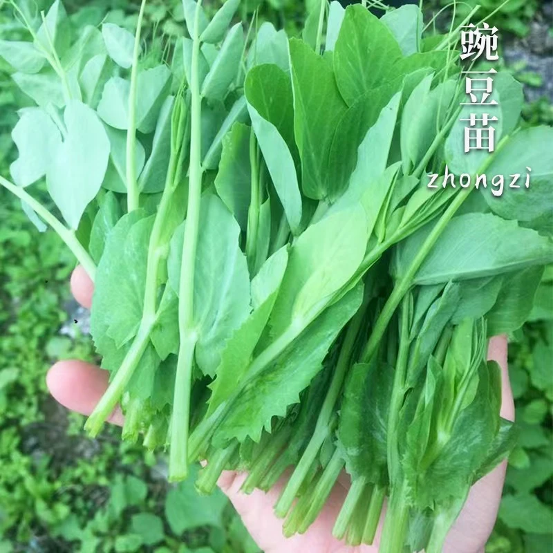 豌豆尖豆种豆苗苗种种子四季蔬菜孑甜豌豆种籽无须荷兰盆栽菜种