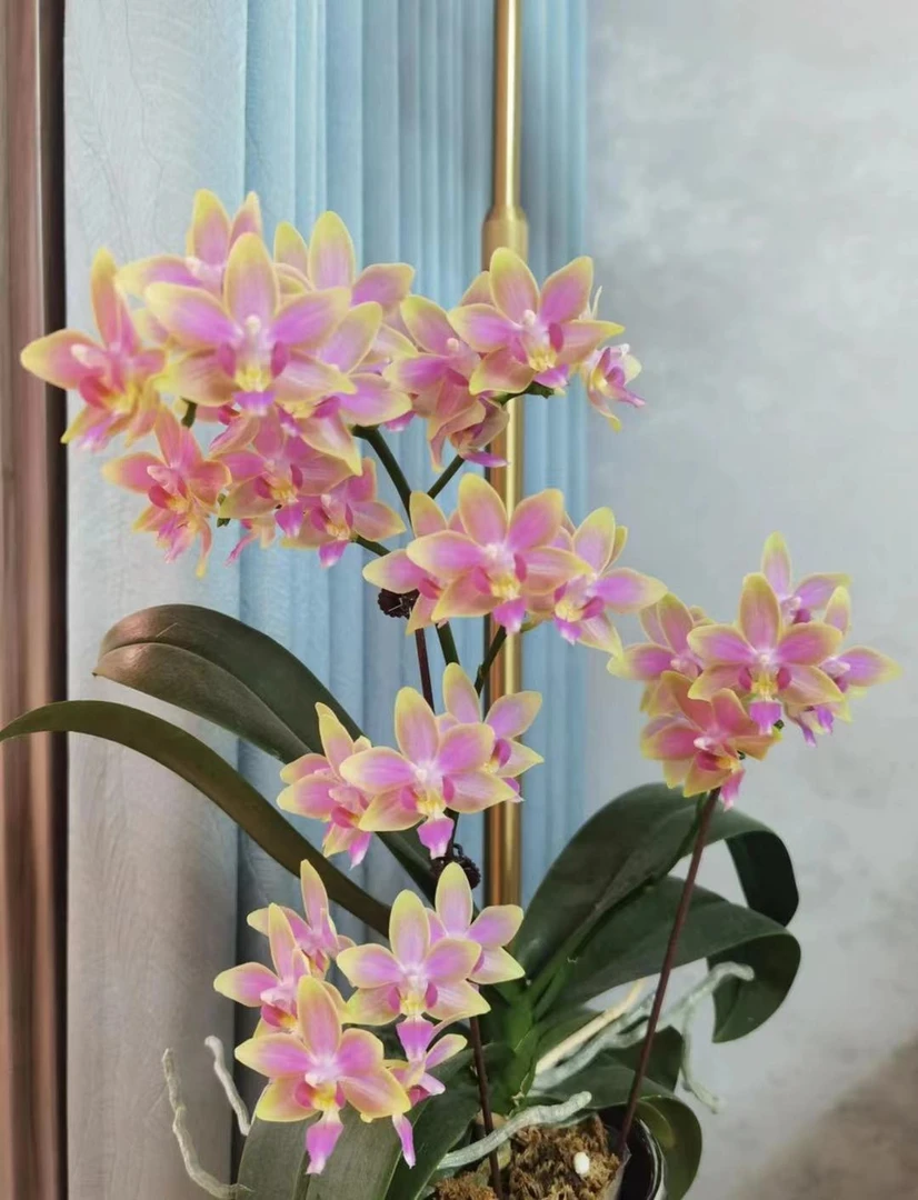 不脱毒对版金树一代浓香苗