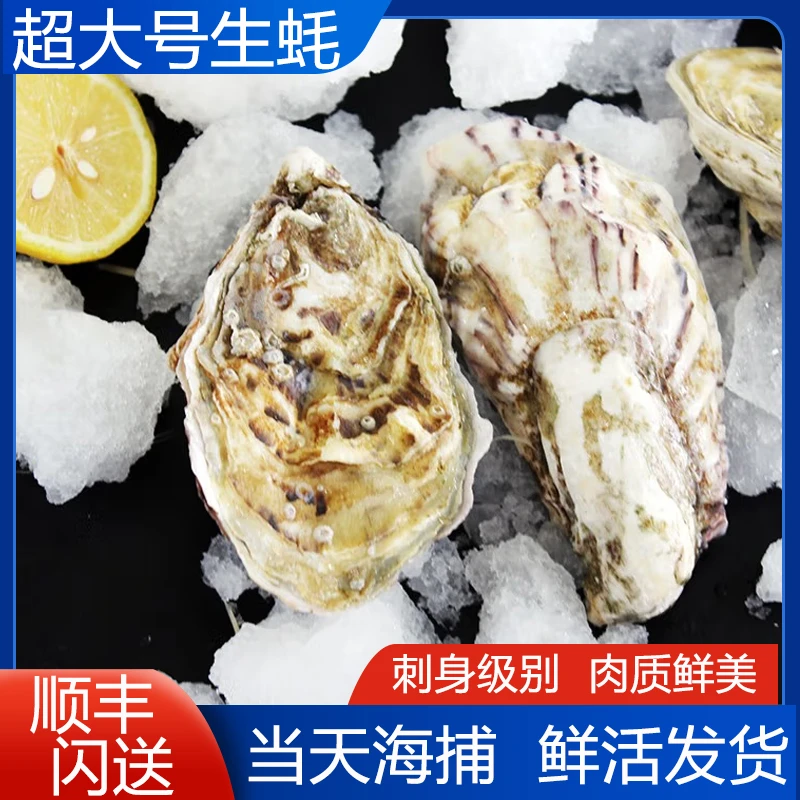 特大生蚝鲜活牡蛎肉海蛎子新鲜水产5-8两单只装超大刺身级别食用