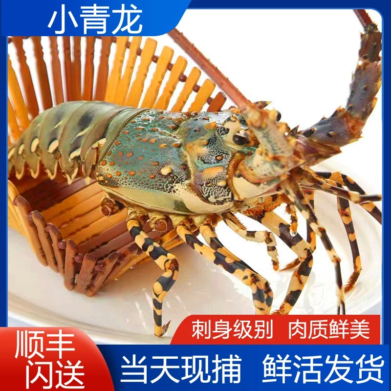 鲜活小青龙锦绣龙虾澳龙青龙虾海鲜澳洲大龙虾鲜活活冻鲜活大龙虾