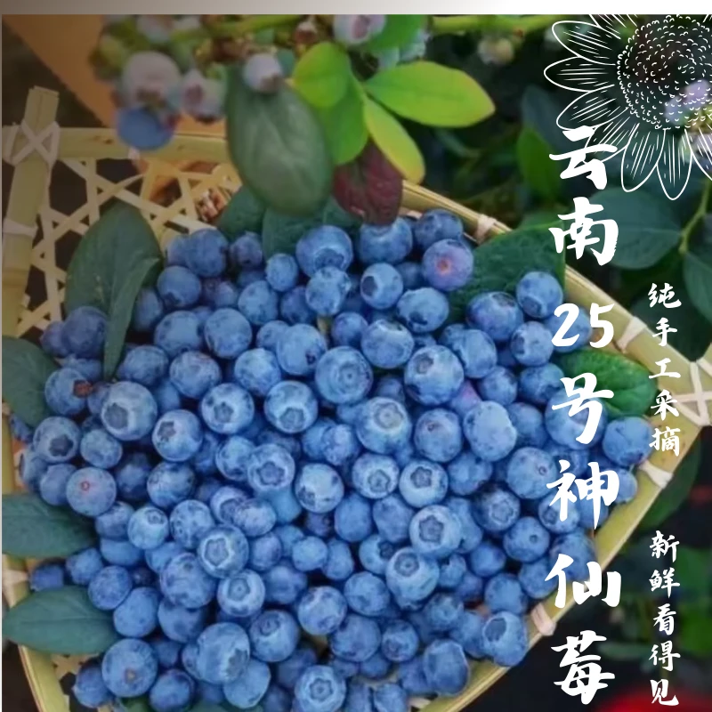 【M25霸王莓】云南花香澄江抚仙湖露天仙莓蓝莓脆甜爆汁花香浓郁纯