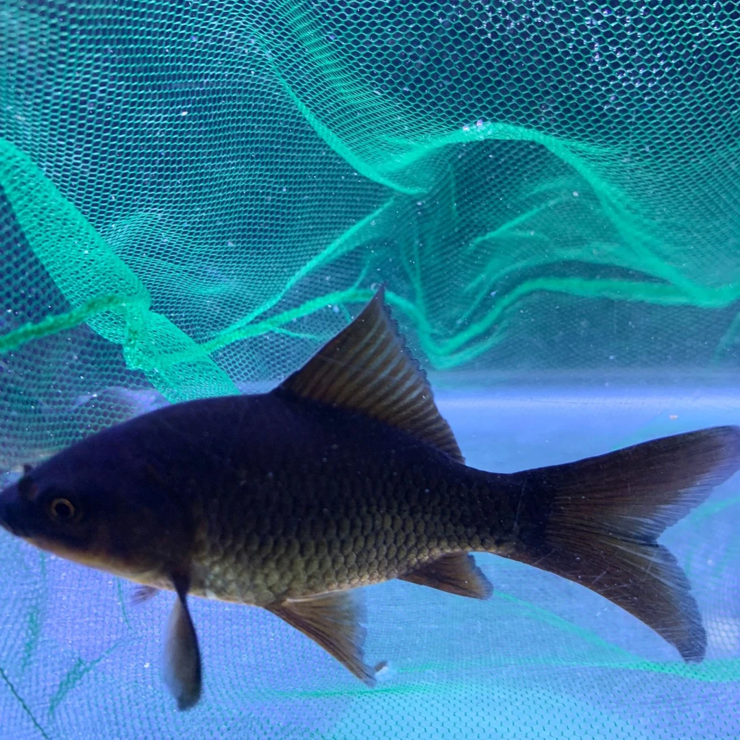 普身墨蝶蝴蝶鲤黑色普身精挑圆头大尾圆手鳍冷水观赏鱼鲤墨碟鱼苗