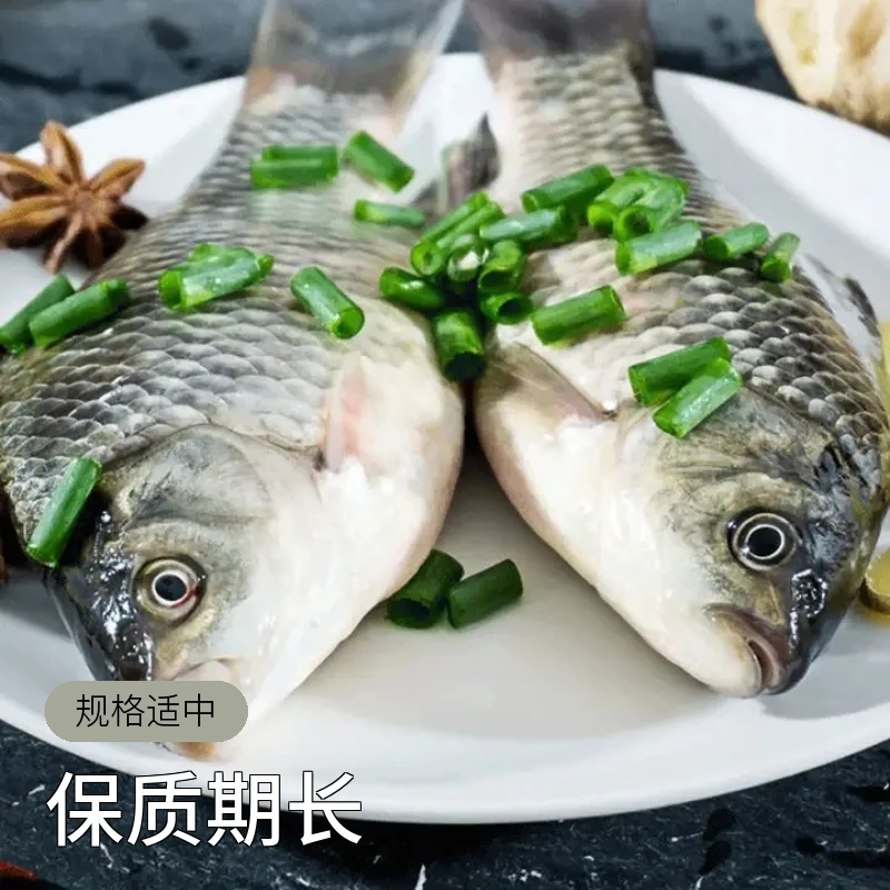 冬捕野生鲫鱼6斤/10条左右/包邮送货上门