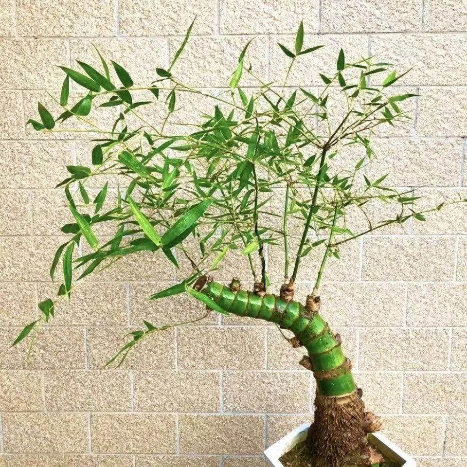 直播间实物一物一拍小叶簕竹盆景送培养种植教程盆栽室内观赏竹