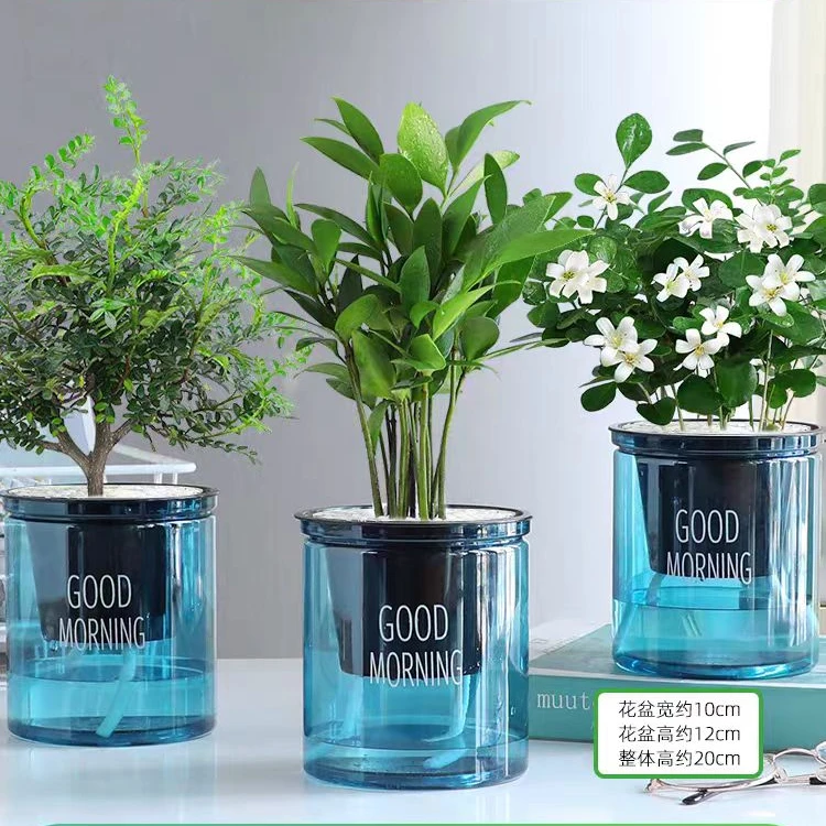 绿植好看价格不高