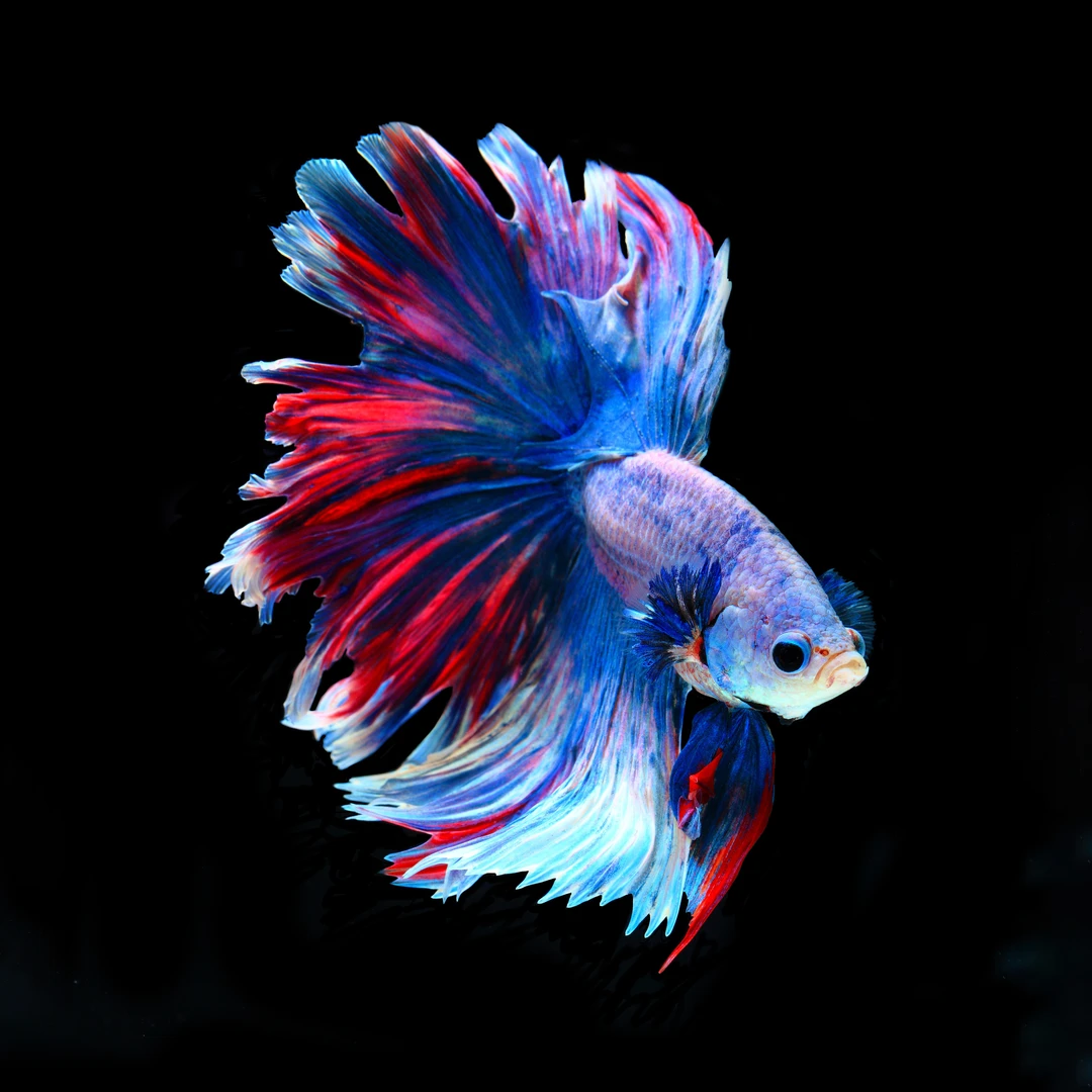 B1（1-24）精品泰国斗鱼小型热带观赏鱼耐活（直播间选鱼）